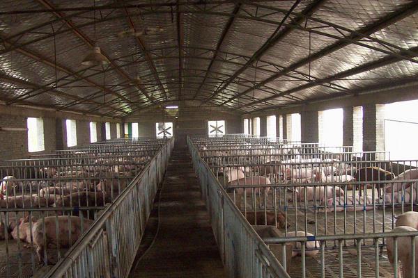 豬用阿莫西林的作用