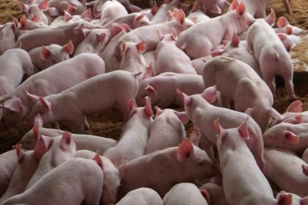 豬用阿莫西林的作用