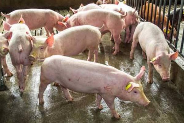 豬用阿莫西林的作用