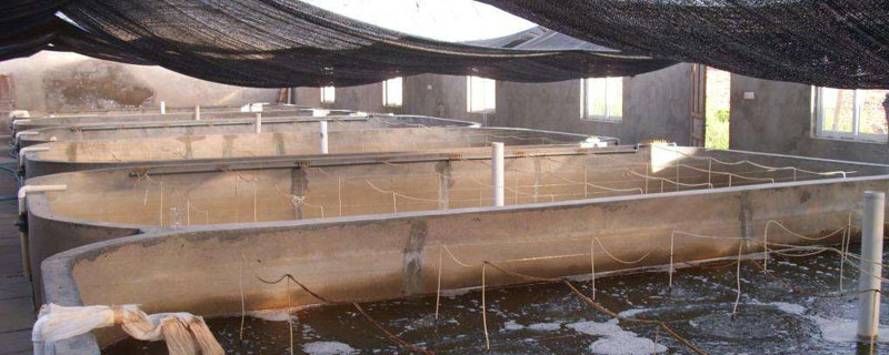 大棚養(yǎng)蝦的利潤與成本