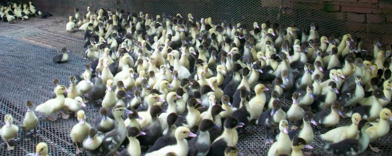 飼養鵝苗的關鍵技術