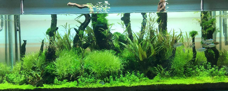 牛毛水草種子種植方法