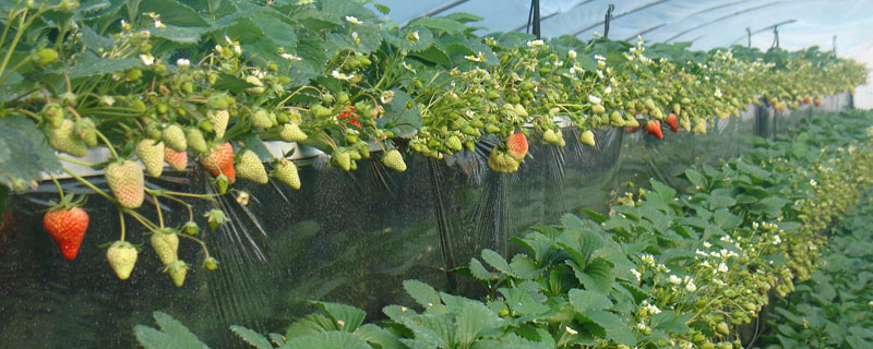 奶油草莓怎么種植