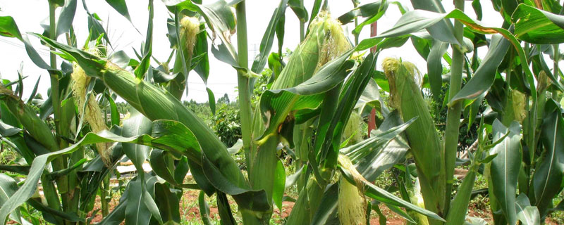 金北516玉米品種