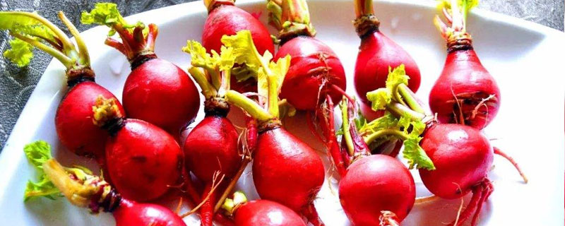 楊花蘿卜的種植方法