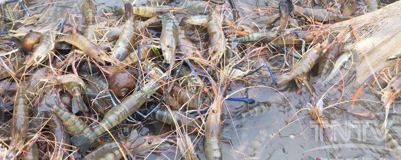 羅氏沼蝦養殖條件