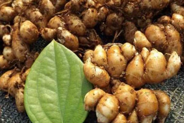 沙姜的種植方法和時間