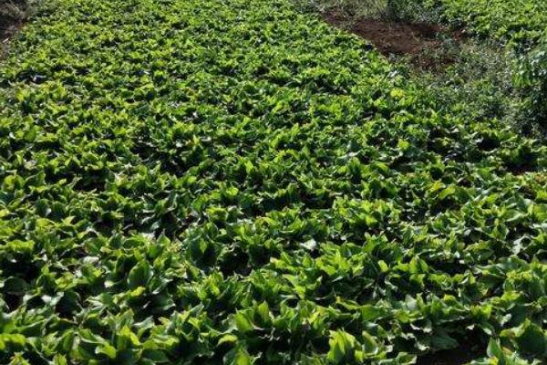 沙姜的種植方法和時間