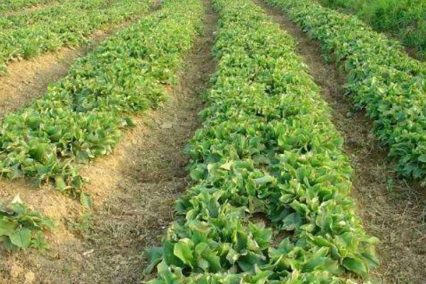 沙姜的種植方法和時間