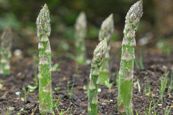 蘆筍采收的時間及方法