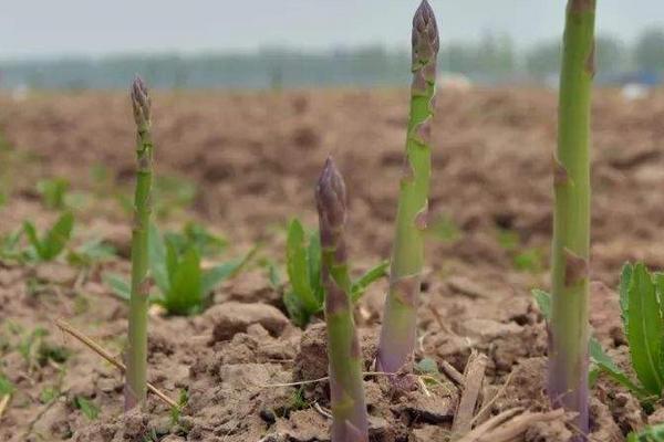 蘆筍采收的時間及方法