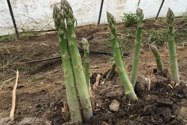 蘆筍采收的時間及方法