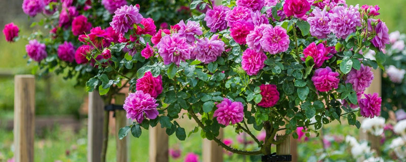 樹狀月季的種植方法