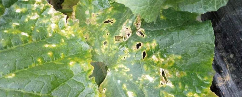 噻菌銅使用禁忌