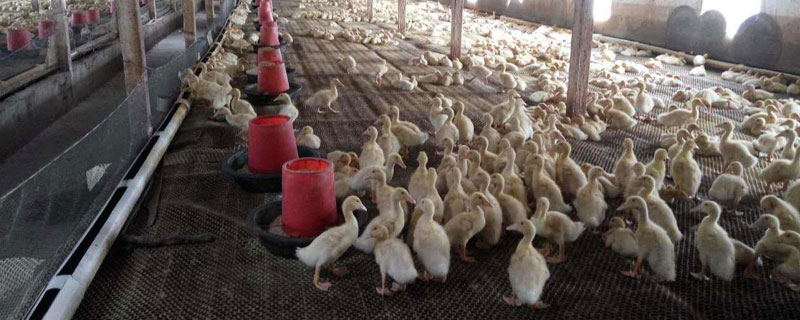 肉鴨飼料配方
