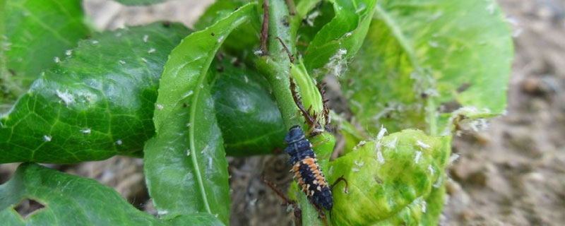 殺蚜蟲用什么藥