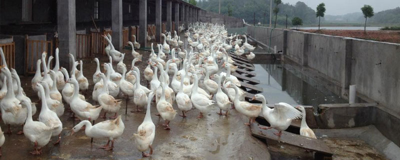 產蛋鵝飼料配方標準