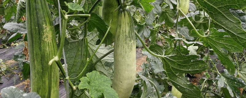 博洋61甜瓜產(chǎn)量