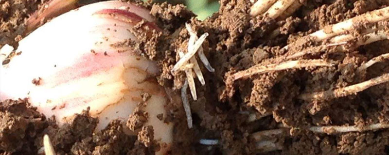 黑頭蛆用什么藥