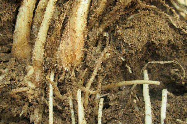 黑頭蛆用什么藥