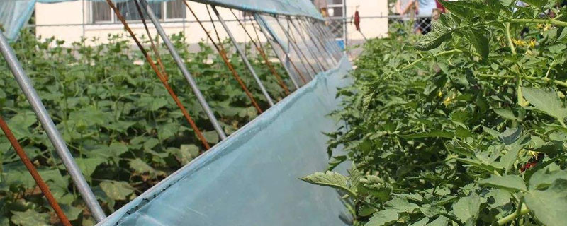 冷棚黃瓜常見(jiàn)病害及防治方法