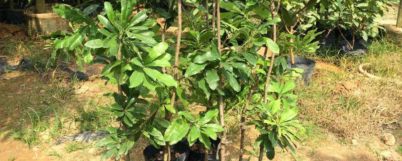 東槐楊梅樹苗價格及種植要點