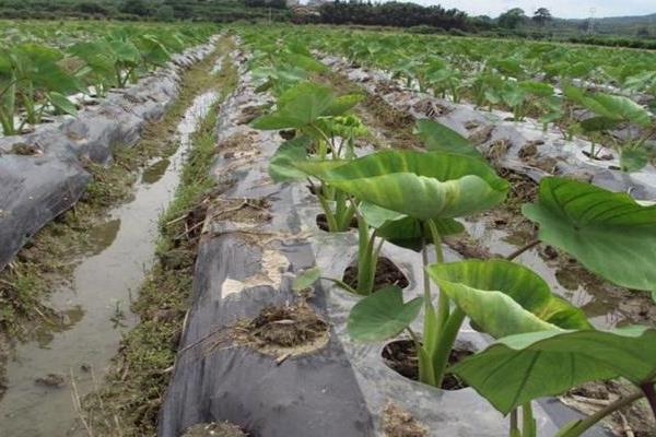 種植芋頭用什么肥