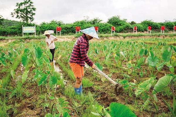 種植芋頭用什么肥
