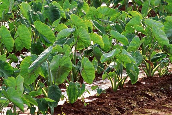 種植芋頭用什么肥