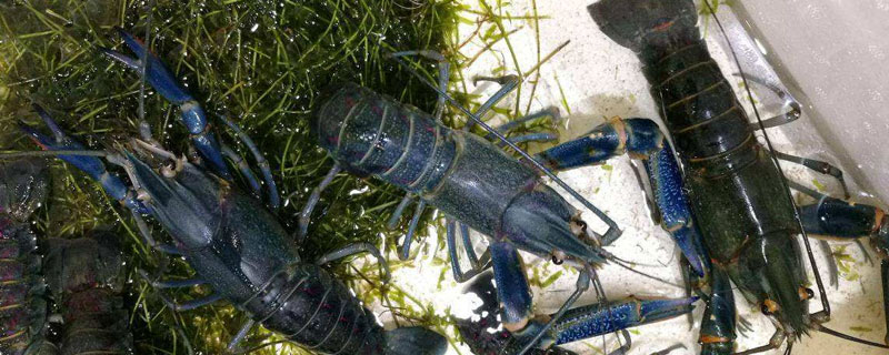 澳洲淡水龍蝦養殖