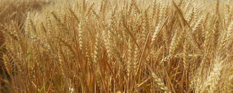 秋天麥子成熟的季節(jié)