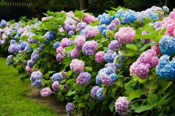 萬(wàn)華鏡繡球養(yǎng)殖方法