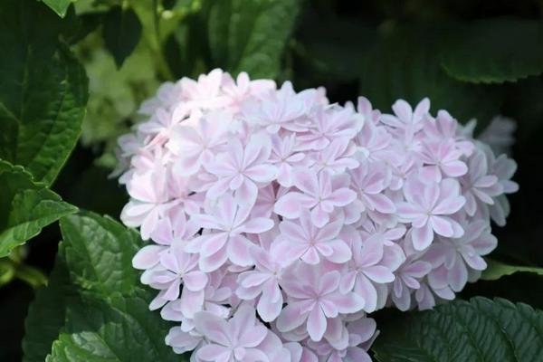 萬(wàn)華鏡繡球養(yǎng)殖方法