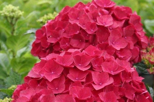 萬(wàn)華鏡繡球養(yǎng)殖方法