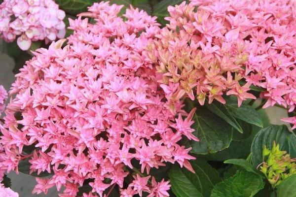 萬(wàn)華鏡繡球養(yǎng)殖方法