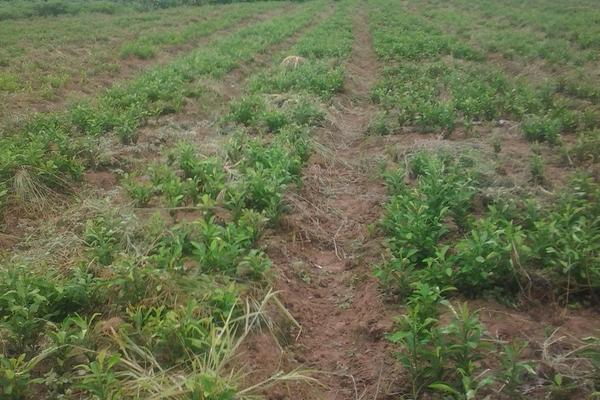 代代橘的養(yǎng)殖栽培方法