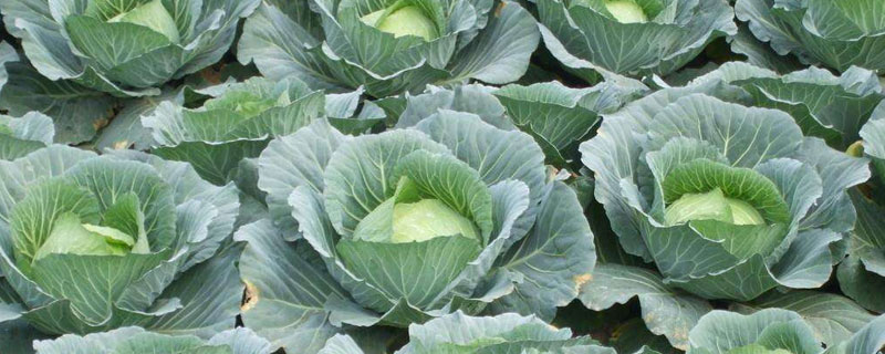 甘藍的種植方法和時間