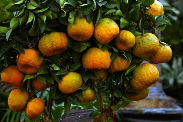 代代橘的養(yǎng)殖栽培方法