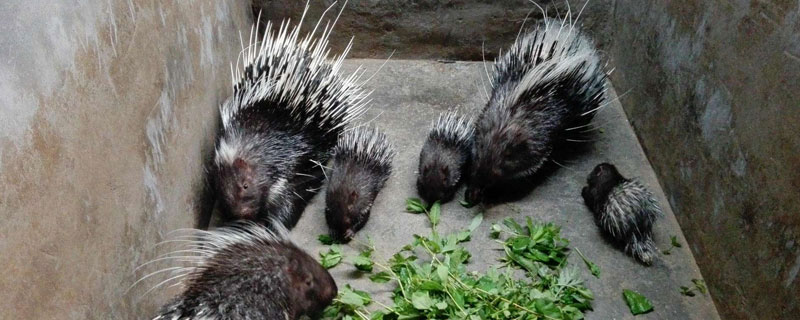 那里有豪豬苗買