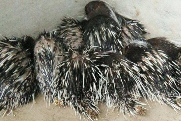 那里有豪豬苗買