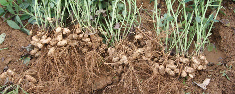 花生栽培管理技術要點