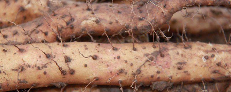 懸空種植山藥的技術(shù)