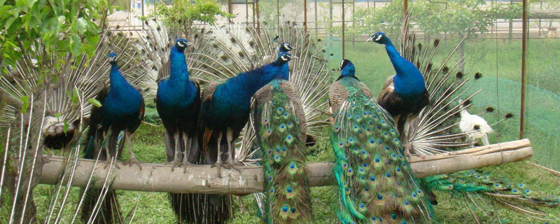 孔雀怎么養殖