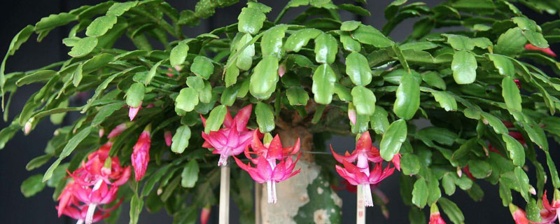 蟹爪蘭的養殖方法