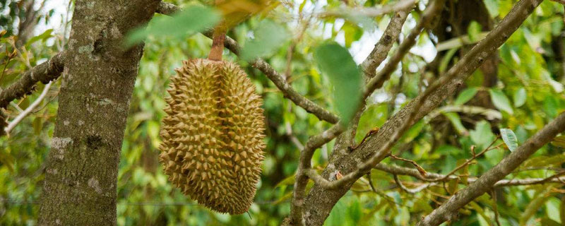 榴蓮在北方能種植嗎