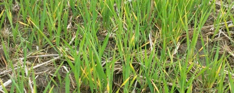 小麥黃苗原因及防治
