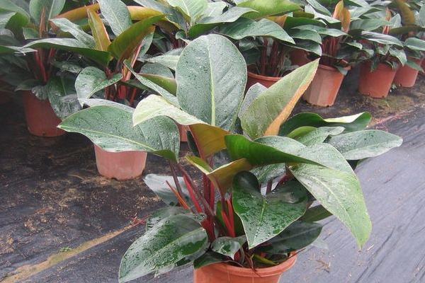 金鉆的養(yǎng)殖方法及技巧詳解