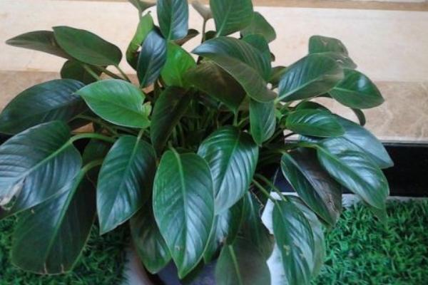 金鉆的養(yǎng)殖方法及技巧詳解