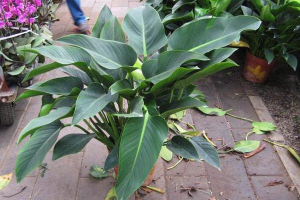 金鉆的養(yǎng)殖方法及技巧詳解