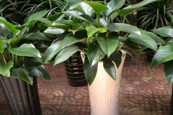 金鉆的養(yǎng)殖方法及技巧詳解